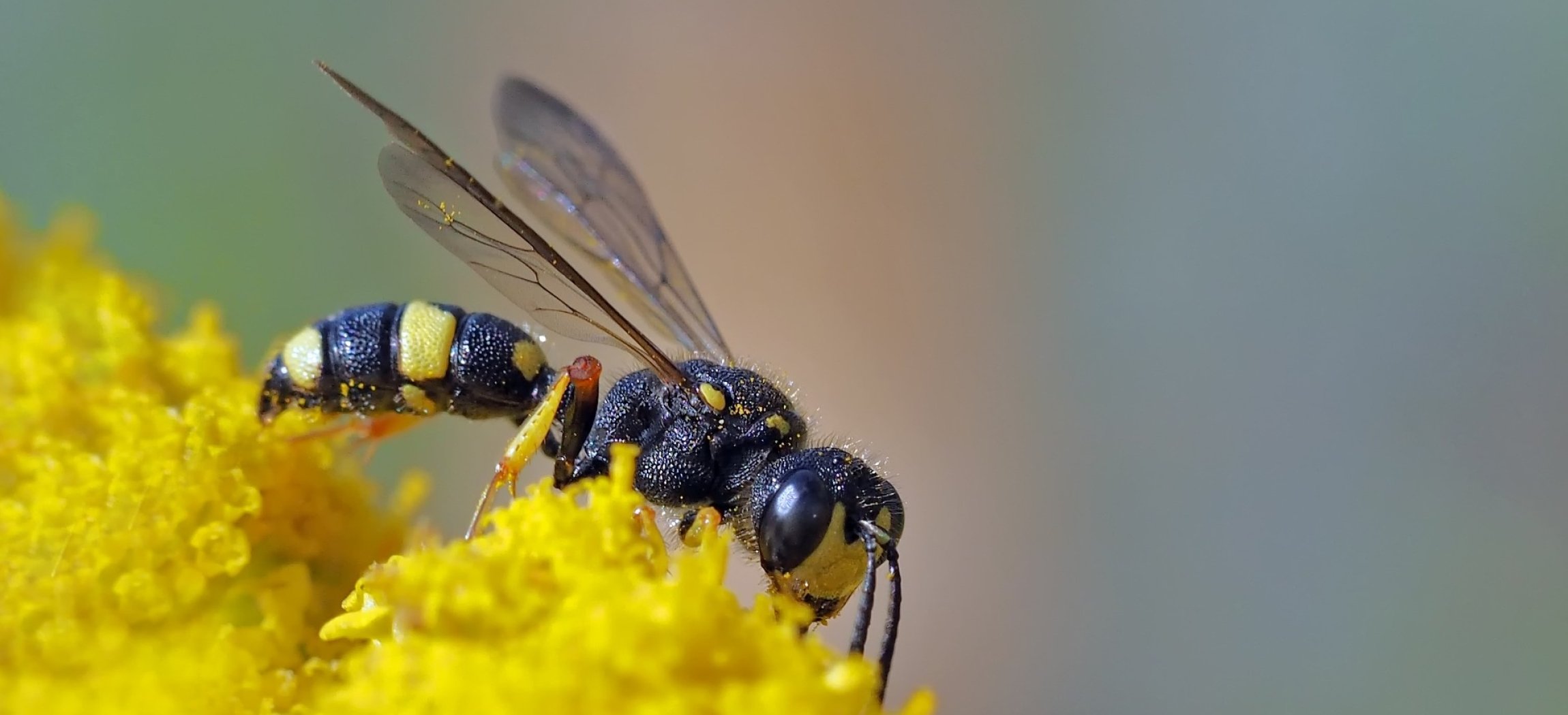 Afbeelding van Online cursus Ernstige allergie