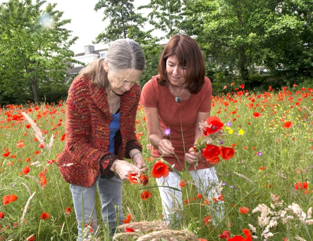 Veld met rode klaprozen en twee vrouwen die klaprozen plukken en bekijken